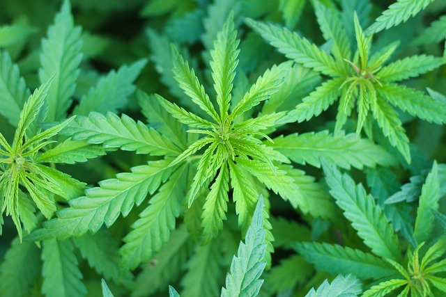 Ontdek de wereld van CBD: gezondheidsvoordelen, gebruik en veelgestelde vragen